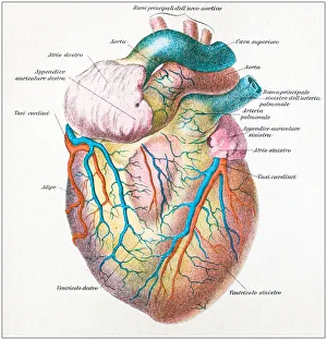 Antique illustration of human body anatomy: Human heart Antique illustration of human body anatomy: Human heart