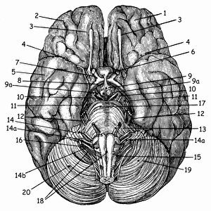 Brain