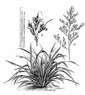 Images Dated 27th May 2014: Antique illustration of Phormium tenax (flax, harakeke, New Zealand flax)