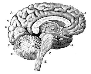 Antique medical scientific illustration high-resolution: brain Antique medical scientific illustration high-resolution: brain