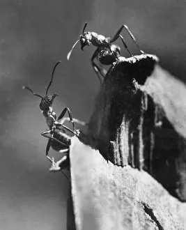 <b class=qtipBold><figcaption>Two Ants</figcaption></b><br>5th May 1948: A worker ant encountering an ant from another nest which he recognises by its slightly different smell, as each nest has a particular scent. Original Publication: Picture Post - 4559 - The Mysterious World Of Ants - pub. 1948 (Photo by Raymond Kleboe/Picture Post/Getty Images) Two Ants