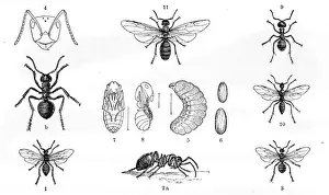 <b class=qtipBold><figcaption>Ants engraving 1884</figcaption></b><br>Brehms Thierleben (Tierleben). Allgemeine Kunde des Thierreichs. Vierte Abtheilung - Wirbellofe Thiere. Leipzig Verlag, 1884.<br><em>© This content is subject to copyright.</em> Ants engraving 1884