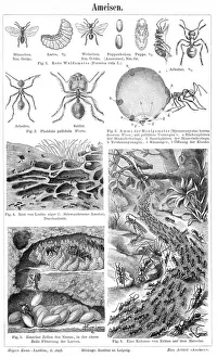 <b class=qtipBold><figcaption>Ants engraving 1895</figcaption></b><br>Meyers Konversations-Lexikon. Ein Nachschlagewerk des allgemeinen Wissens, 5th edition 17 volumes Bibliographisches Institut - Leipzig 1895-1897<br><em>© This content is subject to copyright.</em> Ants engraving 1895