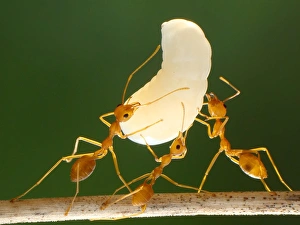 <b class=qtipBold><figcaption>Ants and their larvae</figcaption></b><br>Oecophylla smaragdina ( common names include weaver ant , green ant , green tree ant , and orange gaster ) is a species of arboreal ant found in Asia and Australia .<br><em>© Adegsm</em> Ants and their larvae