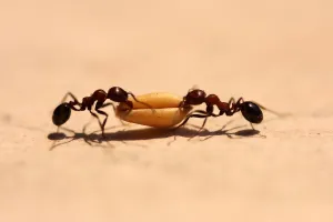 <b class=qtipBold><figcaption>Ants working togeather</figcaption></b><br>Ants, 182023036<br><em>© Tahreer Abbas</em> Ants working togeather