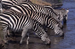 <b class=qtipBold><figcaption>Anup Shah Wildlife Photography</figcaption></b><br>Fine Art Storehouse Nature & Wildlife: Anup Shah Wildlife Photography<br><em>© This content is subject to copyright.</em> Anup Shah Wildlife Photography