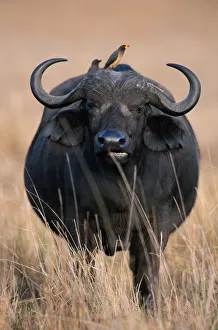 <b class=qtipBold><figcaption>Anup Shah Wildlife Photography</figcaption></b><br>Fine Art Storehouse Nature & Wildlife: Anup Shah Wildlife Photography Anup Shah Wildlife Photography
