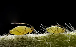 Aphids -Aphidoidea- on a Daisy -Bellis perennis-, macro shot, Stuttgart, Baden-Wuerttemberg, Germany Aphids -Aphidoidea- on a Daisy -Bellis perennis-, macro shot, Stuttgart, Baden-Wuerttemberg, Germany