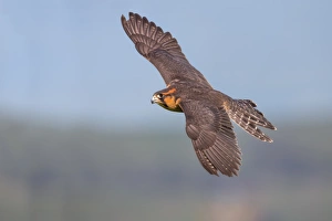 <b class=qtipBold><figcaption>Aplomado Falcon</figcaption></b><br>An Aplomado Falcon in flight pose at Laguna, Morgan Hill, CA<br><em>© 2016 Phoo Chan</em> Aplomado Falcon