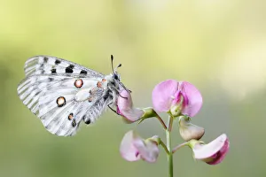 Apollo Butterfly -Parnassius apollo-, Tyrolean Oberland, Tyrol, Austria Apollo Butterfly -Parnassius apollo-, Tyrolean Oberland, Tyrol, Austria