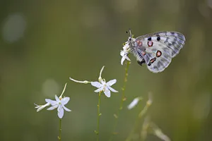 Apollo or Mountain Apollo -Parnassius apollo- butterfly sitting on a grass lily, Germany Apollo or Mountain Apollo -Parnassius apollo- butterfly sitting on a grass lily, Germany