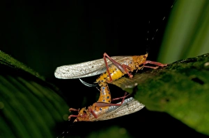 Aposematic Bush crickets -Tettigoniidae spec.-, mating, Tiputini rain forest Aposematic Bush crickets -Tettigoniidae spec.-, mating, Tiputini rain forest