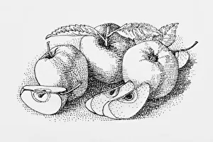 Apple, Black and White Illustration, Digitally Generated, Food and Drink, Freshness Apple, Black and White Illustration, Digitally Generated, Food and Drink, Freshness