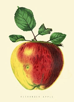 1874 Apple Illustration Print from The New Practical Gardener. Art