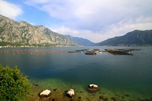 Aquaculture in the bay of Kotor, Montenegro Aquaculture in the bay of Kotor, Montenegro