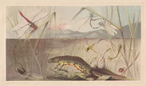 Aquatic insects, lithograph, published in 1868 Aquatic insects, lithograph, published in 1868