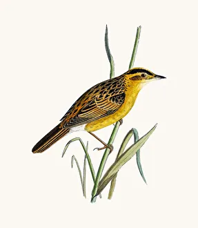 <b class=qtipBold><figcaption>Aquatic warbler</figcaption></b><br>A photograph of an original hand-colored engraving from The History of British Birds by Morris published in 1853-1891.<br><em>© mashuk</em> Aquatic warbler