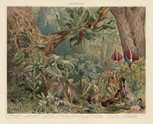 Araceae, monocotyledonous flowering plants in the tropics, lithograph, published 1897 Araceae, monocotyledonous flowering plants in the tropics, lithograph, published 1897