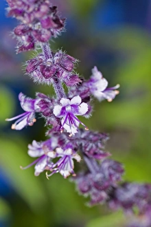 Ararat-Basil (Ocimum basilicum), violet flowers Ararat-Basil (Ocimum basilicum), violet flowers