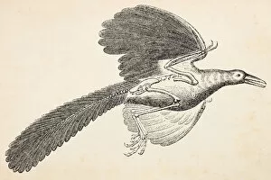 Images Dated 5th December 2013: Archaeopteryx extinct bird engraving from 1872