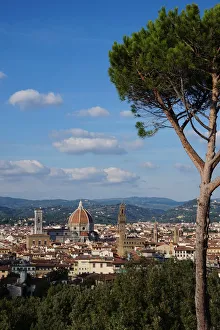 Architectural Highlights of Florence, Tree, Italy Architectural Highlights of Florence, Tree, Italy