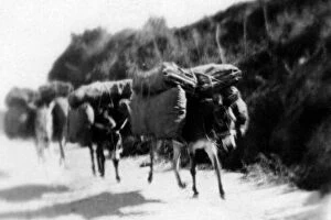 Images Dated 26th June 2002: archival, black & white, blur, blurred, blurry, c, carrying, chile, donkeys, historical