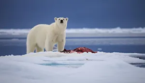 <b class=qtipBold><figcaption>Arctic Bear</figcaption></b><br>A polar bear stands over a seal carcass in the Svalbard Archipelago.<br><em>© 2012 Chase Dekker Wild-Life Images</em> Arctic Bear