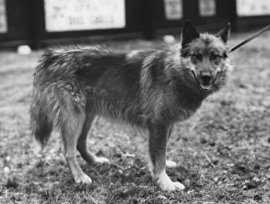 Arctic Dog Chosen As Team Leader For Sir Ernest Shackletons Trans-Antarctic Expedition Arctic Dog Chosen As Team Leader For Sir Ernest Shackletons Trans-Antarctic Expedition