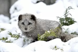 Images Dated 13th February 2010: Arctic fox -Alopex lagopus-