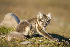 Arctic Fox, Svalbard, Norway Arctic Fox, Svalbard, Norway