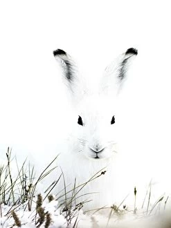 Arctic hare in Greenland