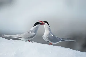 Arctic Terns, Skaftafell National Park, Iceland Arctic Terns, Skaftafell National Park, Iceland