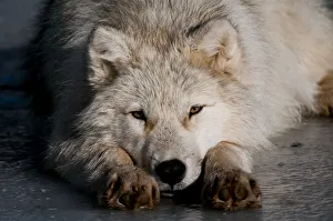 <b class=qtipBold><figcaption>Arctic Wolf</figcaption></b><br>Arctic Wolf lying down on frozen pond looking straight ahead. It's head is positioned in between it's front legs.<br><em>© Copyright 2011 Michael Cummings</em> Arctic Wolf