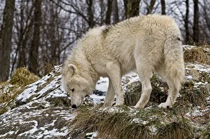 <b class=qtipBold><figcaption>Arctic wolf</figcaption></b><br>Arctic wolf with it's head down sniffing something in the grass. Snow is lightly touching the grass and surrounding rocks. Forest trees are in the background.<br><em>© Copyright 2010 Michael Cummings</em> Arctic wolf