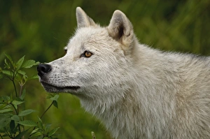 <b class=qtipBold><figcaption>Arctic wolf</figcaption></b><br>Arctic wolf portrait. Wolf is facing left. Background is out of focus green foliage.<br><em>© Copyright 2010 Michael Cummings</em> Arctic wolf