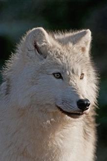 <b class=qtipBold><figcaption>Arctic Wolf</figcaption></b><br>This is a portrait photograph of an Arctic Wolf on a dark background.<br><em>© Copyright 2011 Michael Cummings</em> Arctic Wolf