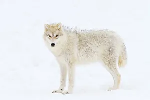 <b class=qtipBold><figcaption>Arctic wolf frizzies</figcaption></b><br><em>© JIm Cumming</em> Arctic wolf frizzies