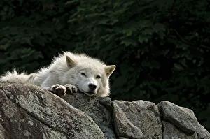 <b class=qtipBold><figcaption>Arctic Wolf Lying On Rock</figcaption></b><br>Arctic Wolf lying on rock cliff. Darker background with green foliage.<br><em>© Copyright 2010 Michael Cummings</em> Arctic Wolf Lying On Rock