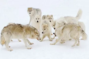 <b class=qtipBold><figcaption>Arctic wolf play</figcaption></b><br><em>© JIm Cumming</em> Arctic wolf play