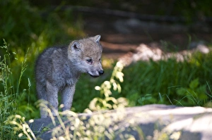 <b class=qtipBold><figcaption>Arctic wolf pup</figcaption></b><br>a young Arctic Wolf pup is standing in the shade on a rock. It is looking to the right.<br><em>© Copyright 2011 Michael Cummings</em> Arctic wolf pup