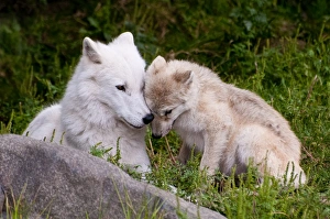 <b class=qtipBold><figcaption>Arctic Wolf And Pup</figcaption></b><br>This is a photograph of an Arctic Wolf showing the affection between a young pup and an adult. This was taken in the early summer as both are in the green grass.<br><em>© Copyright 2011 Michael Cummings</em> Arctic Wolf And Pup