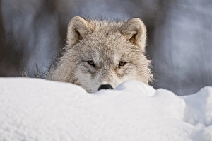 <b class=qtipBold><figcaption>Arctic Wolf Pup</figcaption></b><br>This is a photograph of an adolescent Arctic Wolf pup peering over a snow bank. The background is out of focus light to dark gray.<br><em>© Copyright 2011 Michael Cummings</em> Arctic Wolf Pup