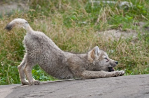 <b class=qtipBold><figcaption>Arctic Wolf Pup Stretching</figcaption></b><br>A young Arctic Wolf pup is stretching after getting up.<br><em>© Copyright 2011 Michael Cummings</em> Arctic Wolf Pup Stretching
