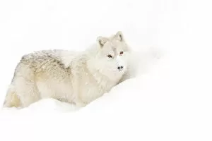 Images Dated 15th December 2013: Arctic Wolf in Snow