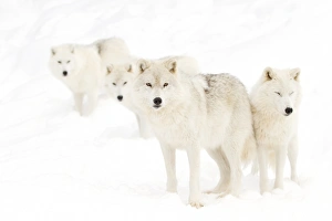 <b class=qtipBold><figcaption>Arctic Wolves</figcaption></b><br><em>© Jim Cumming</em> Arctic Wolves