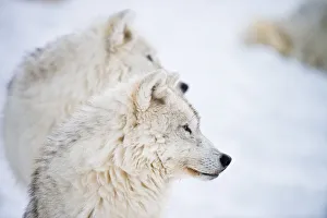 <b class=qtipBold><figcaption>Arctic Wolves</figcaption></b><br>A pair of Arctic Wolves looking left. The background is an out of focus snow covered hill.<br><em>© Copyright 2013 Michael Cummings</em> Arctic Wolves