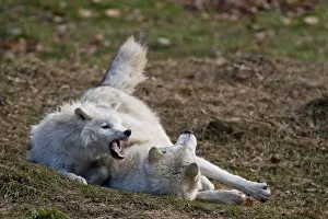 <b class=qtipBold><figcaption>Arctic wolves</figcaption></b><br>Two Arctic Wolves rough housing. One wolf is showing some teeth.<br><em>© Copyright 2012 Michael Cummings</em> Arctic wolves