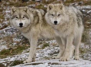 <b class=qtipBold><figcaption>Arctic wolves</figcaption></b><br>A pair of arctic wolves standing on a snow touched rock.<br><em>© Copyright 2010 Michael Cummings</em> Arctic wolves
