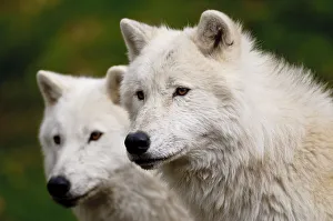 <b class=qtipBold><figcaption>Arctic Wolves</figcaption></b><br>This is a double portrait photograph of two Arctic Wolves on a dark green background.<br><em>© Copyright 2010 Michael Cummings</em> Arctic Wolves