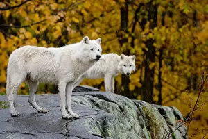 Images Dated 19th October 2012: Arctic Wolves On Rocks